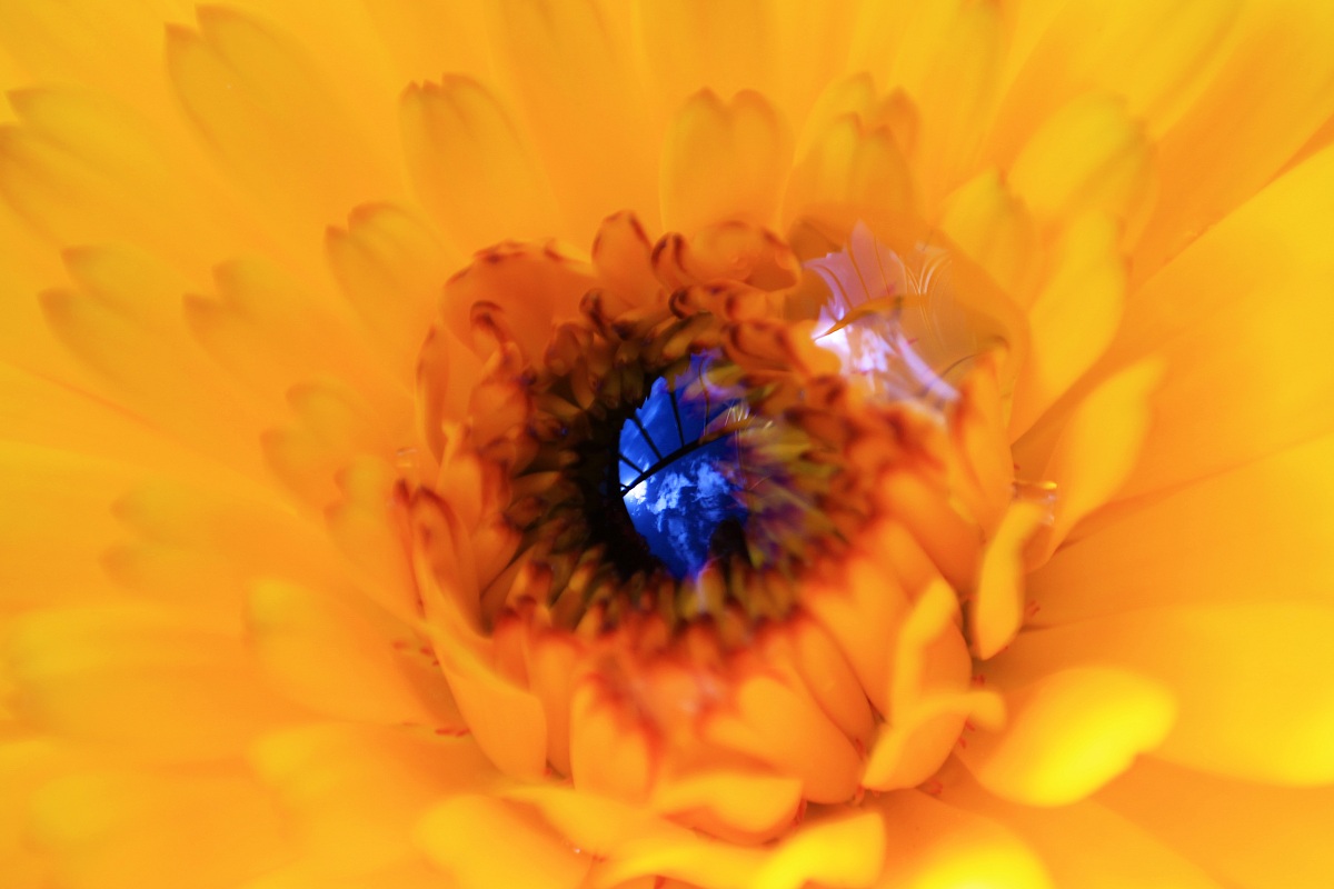 Indaco dagli occhi del cielo