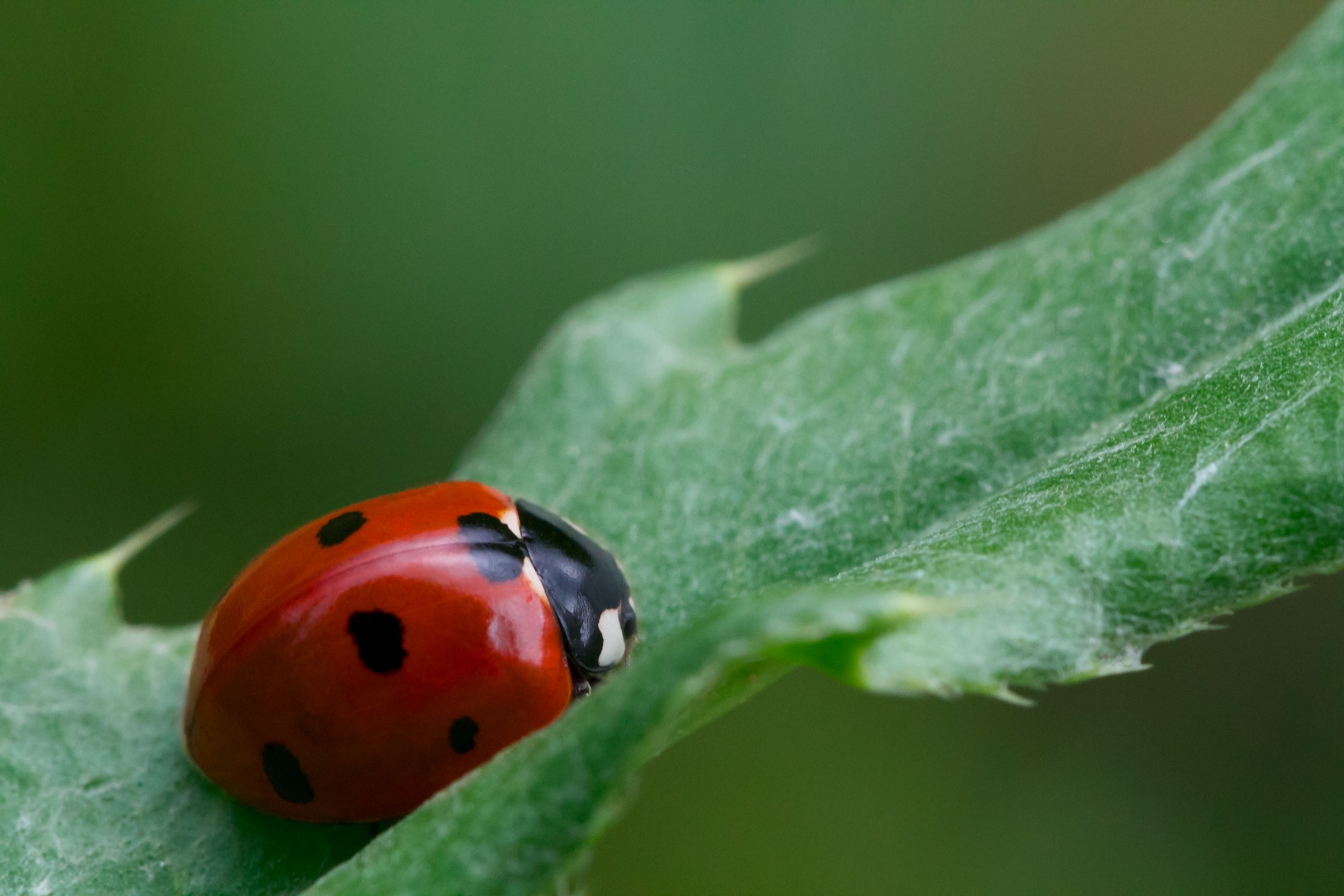 coccinella