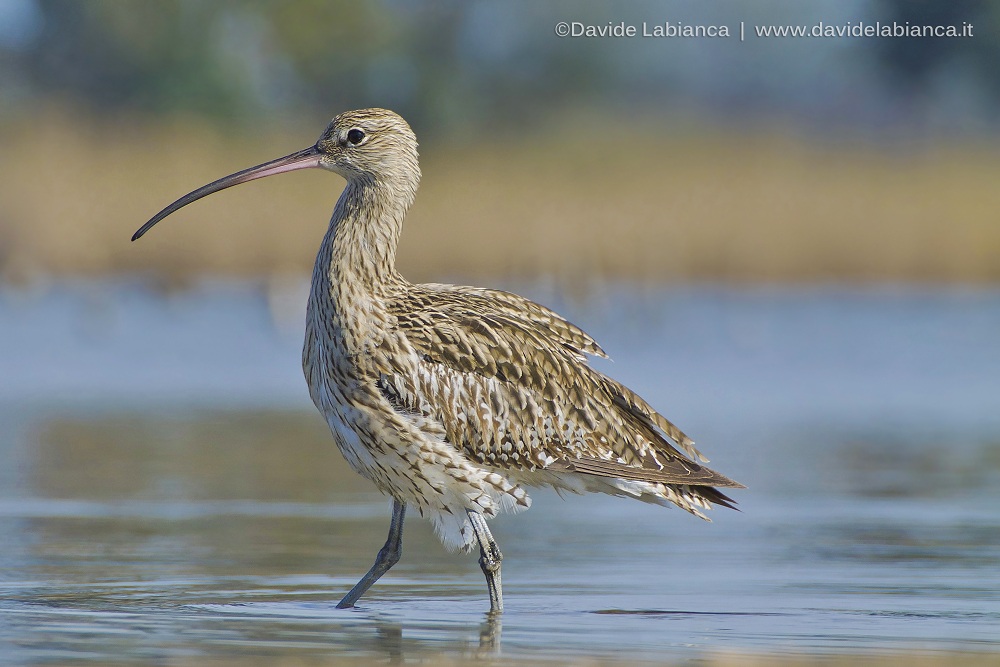 curlew