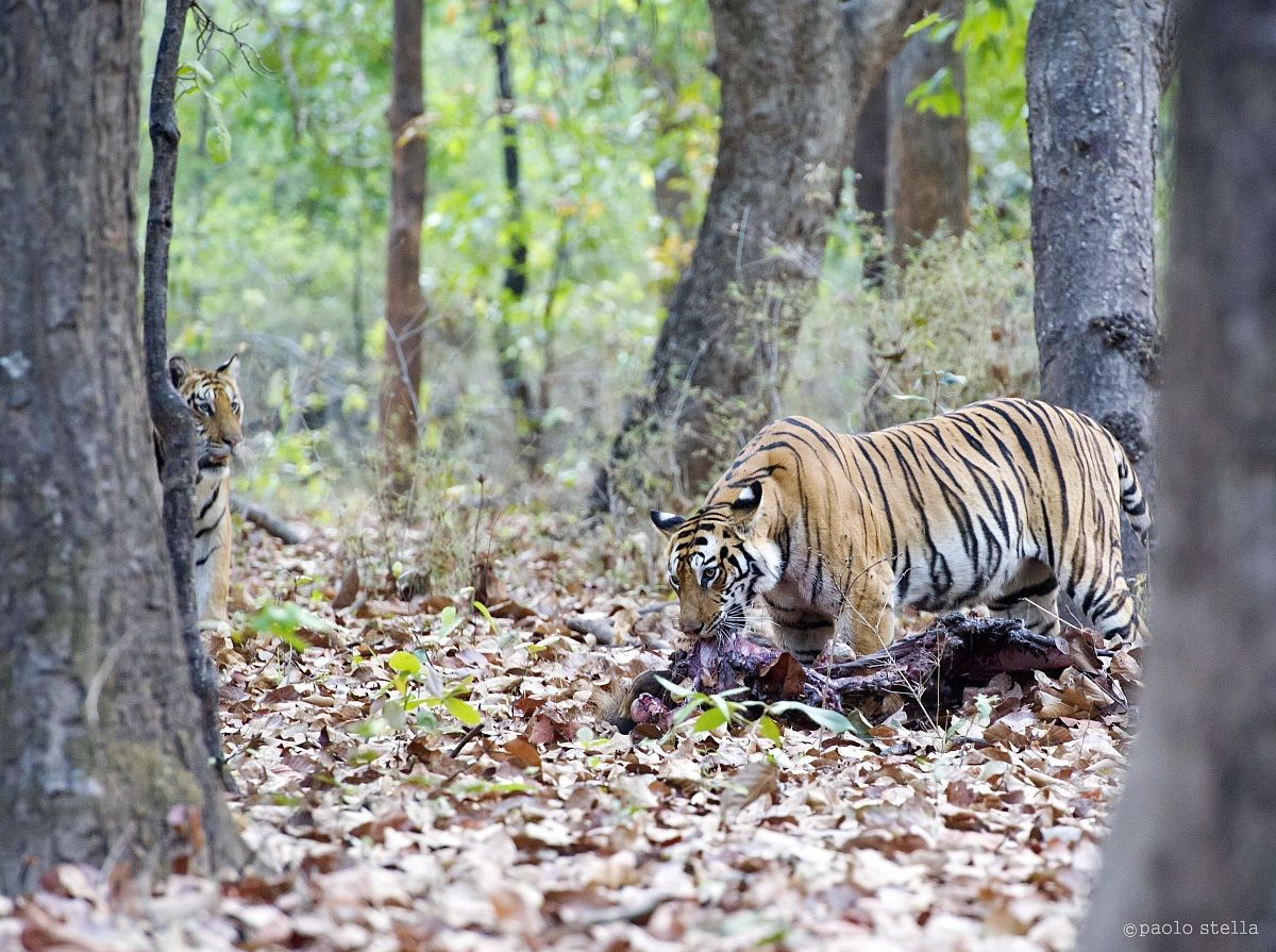 & the tigers kill -2