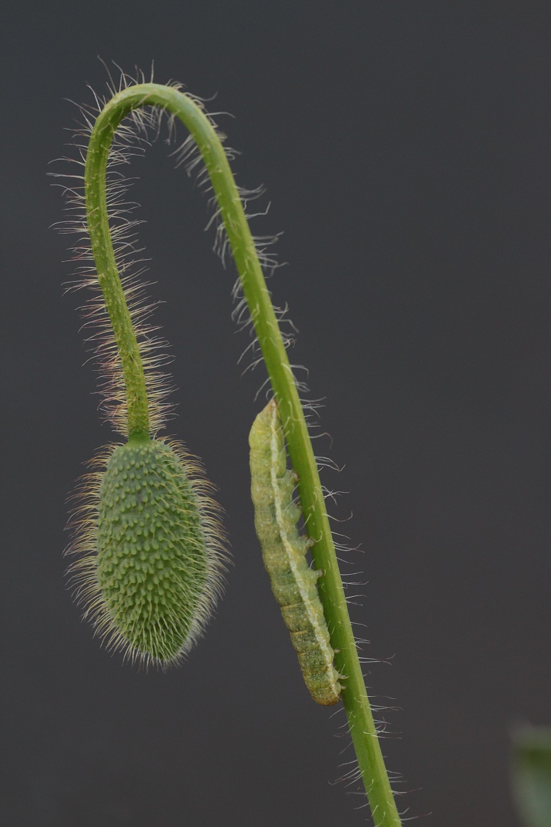 bruco sul papavero