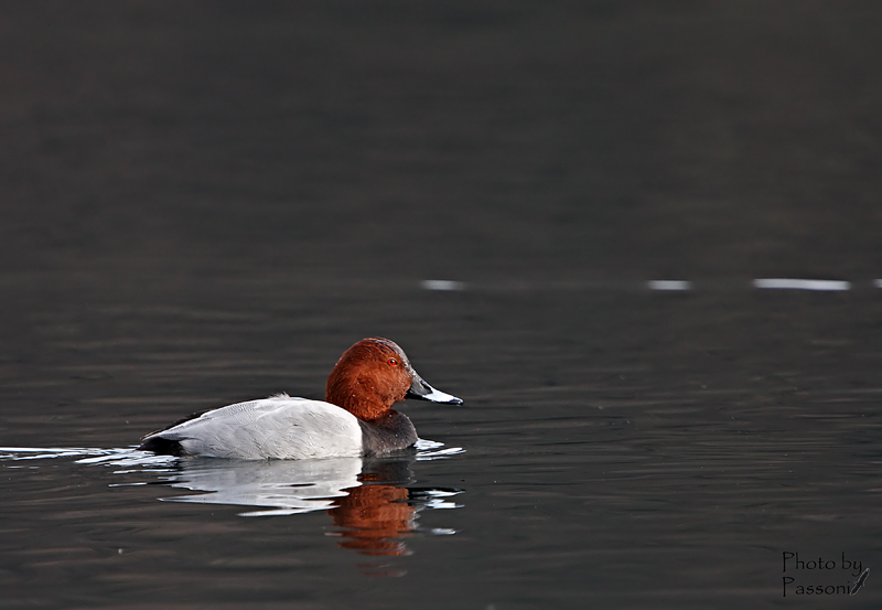 Pochard!