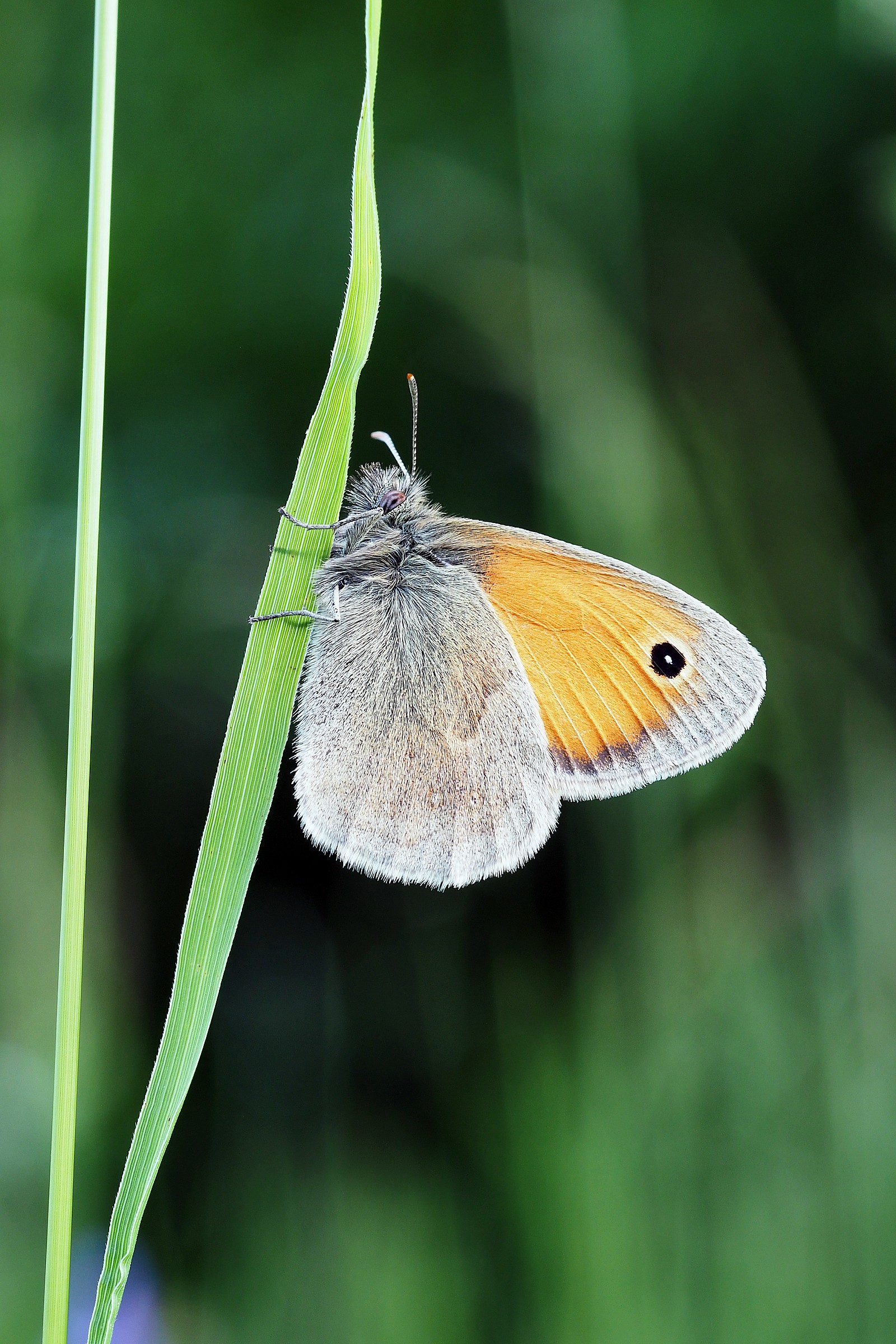 Coenonympha