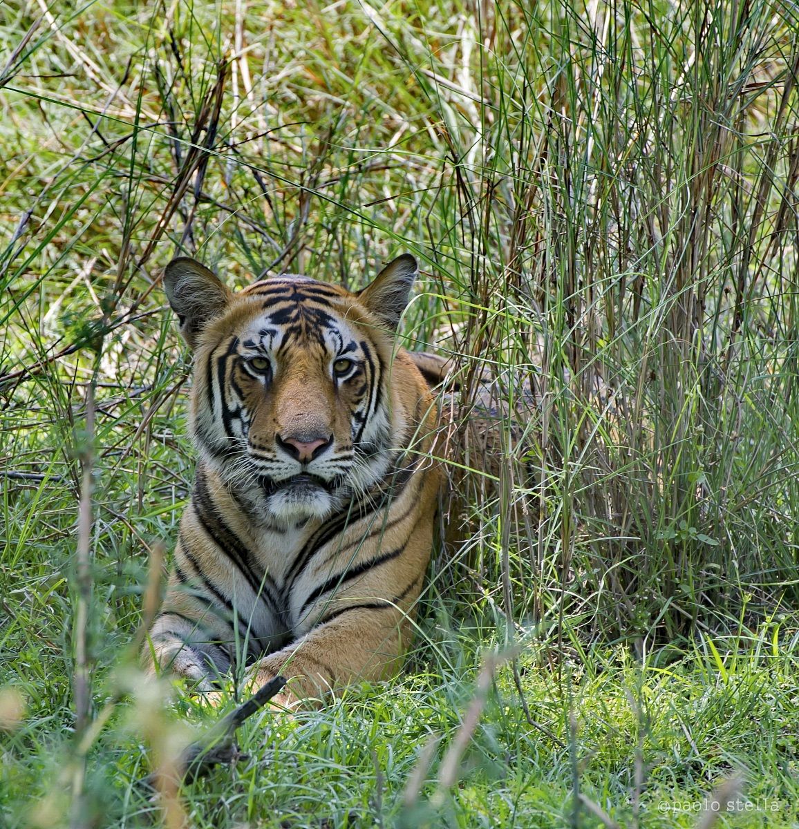 male cub's close-up