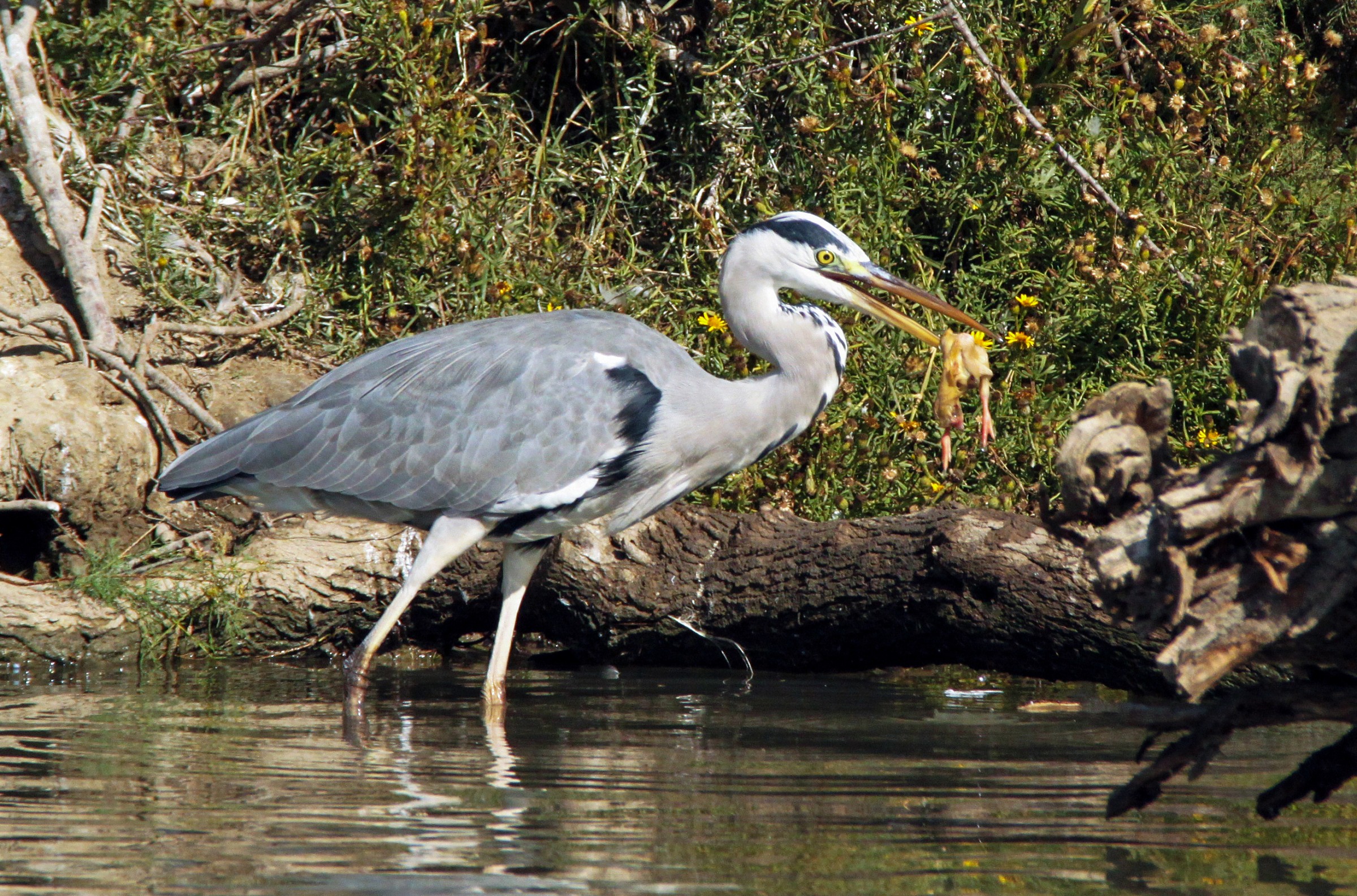 Grey Heron