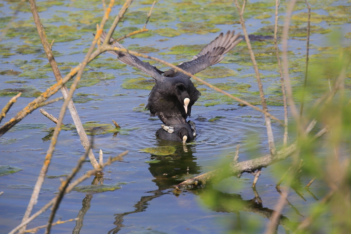 The 'love among the Coots