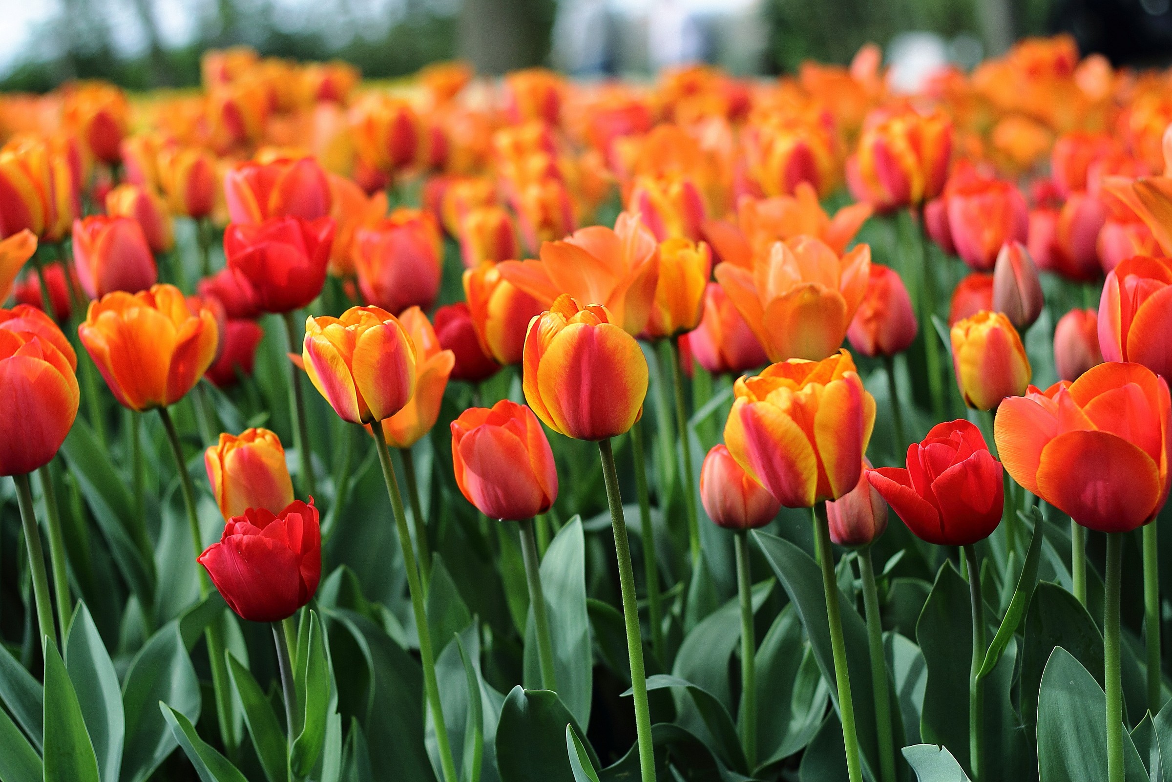 L'arancio in primo piano