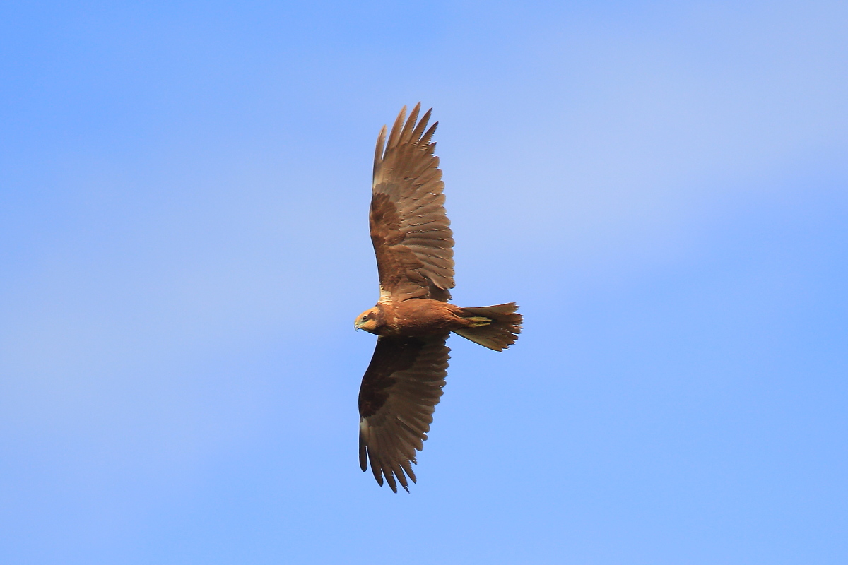 Marsh Harrier female