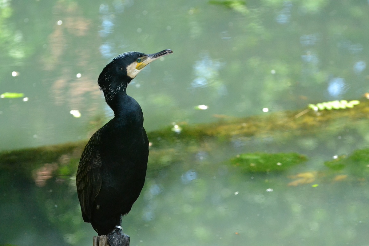 Blue-eyed Cormorant