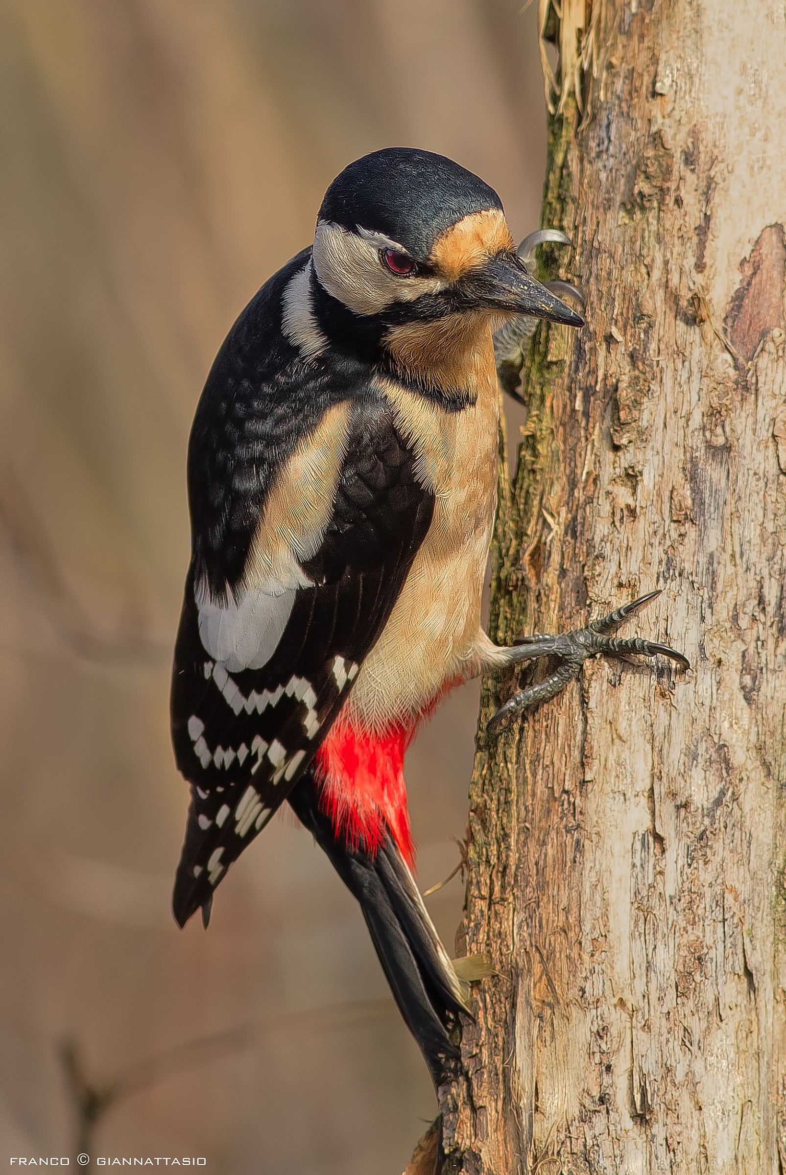 Last woodpecker.