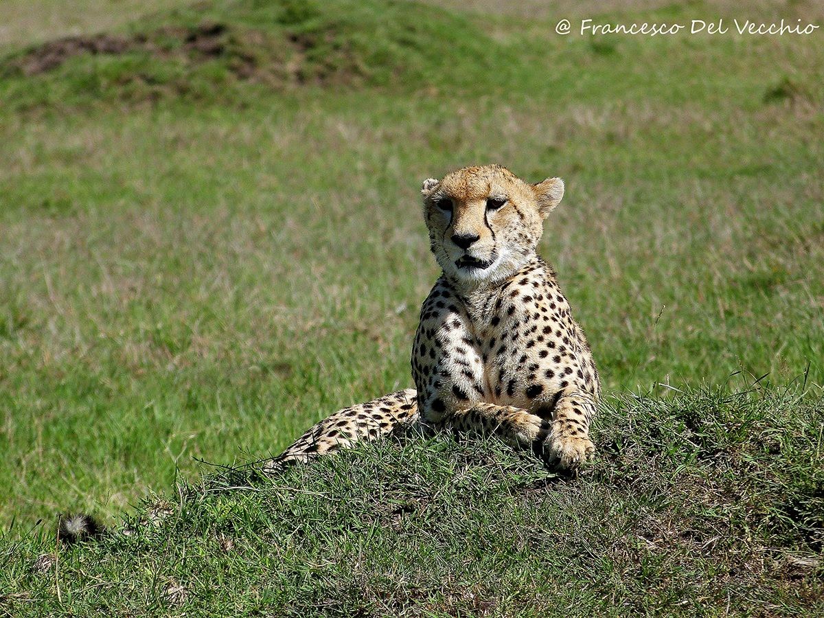 Masai Mara cheetah in Masr Pride area