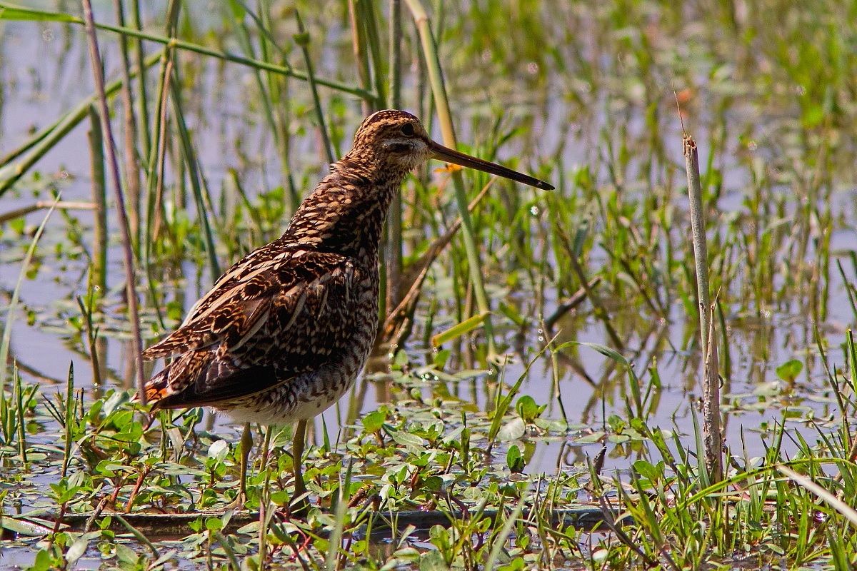 Beccaccino in attenzione