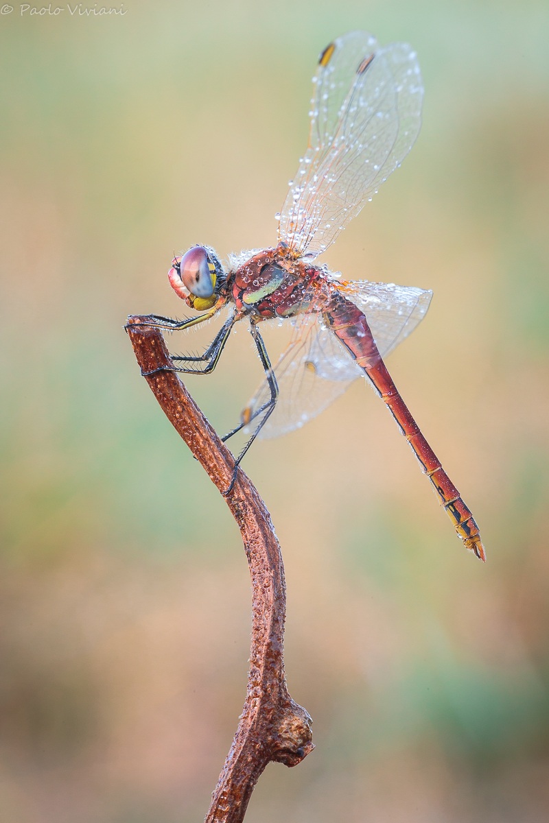 dragonfly