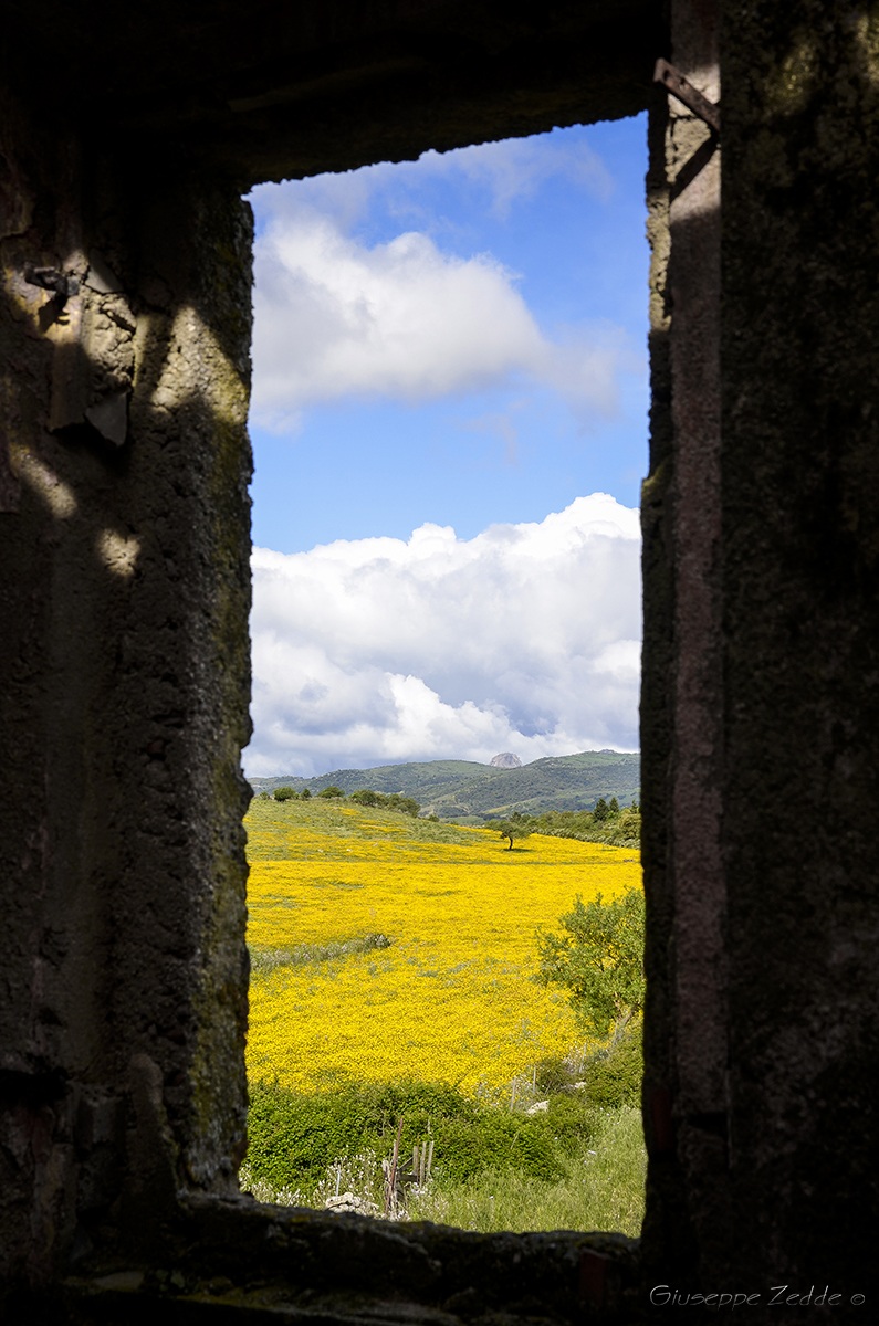 Spring at the window