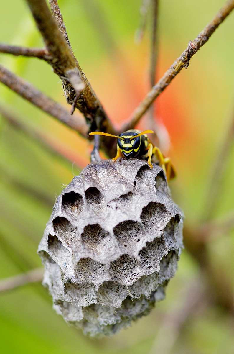 wasp cartonaia