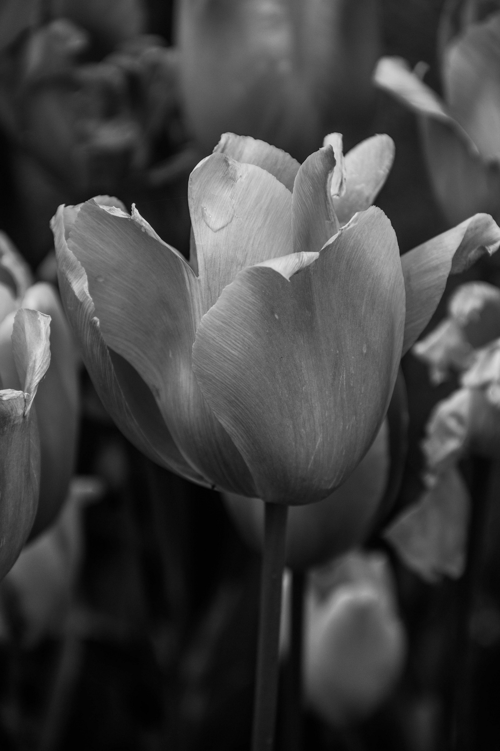 tulip