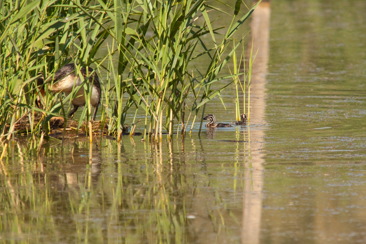 una bella famigliola