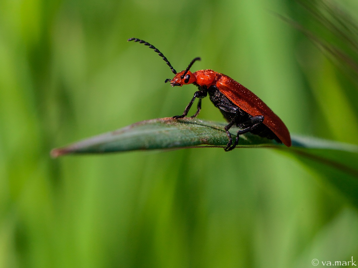 Pyrochroa serraticornis