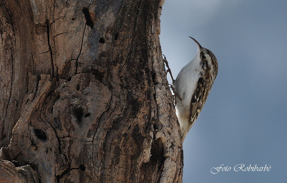 Rampichino alpestre....