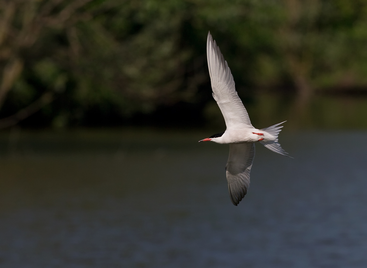 tern