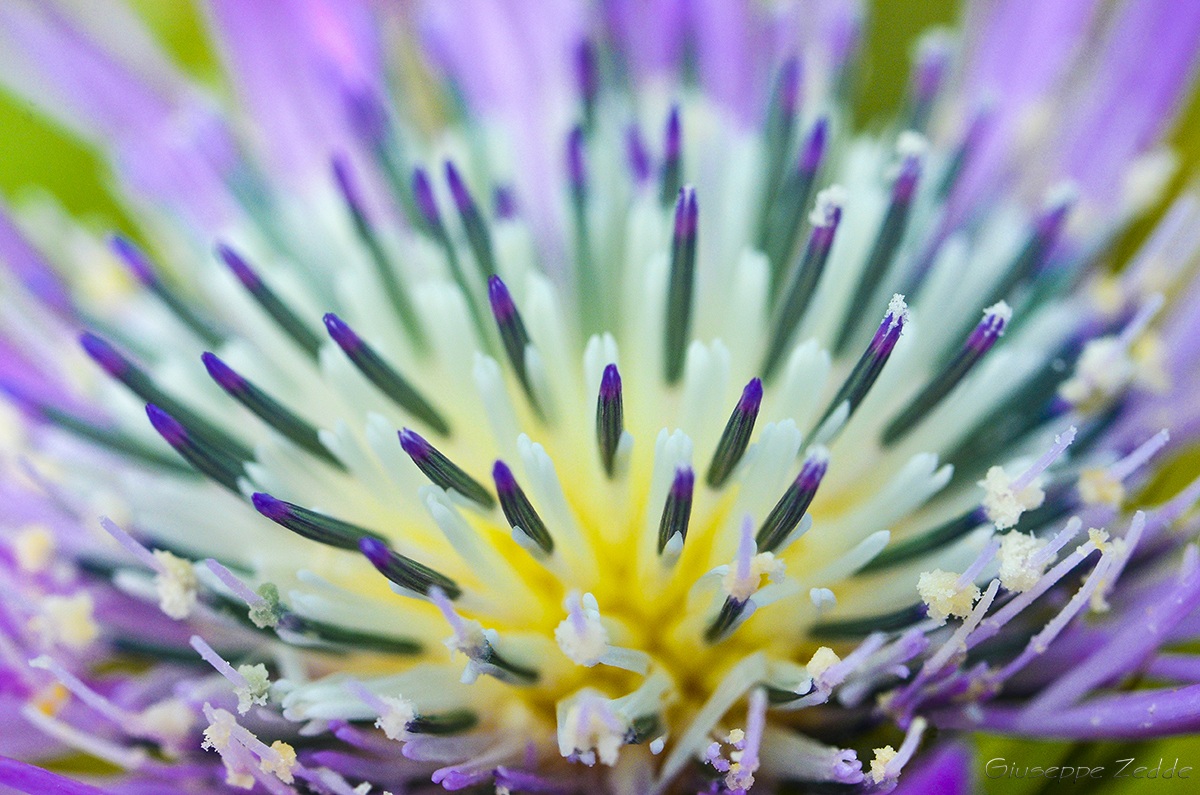 thistle flower