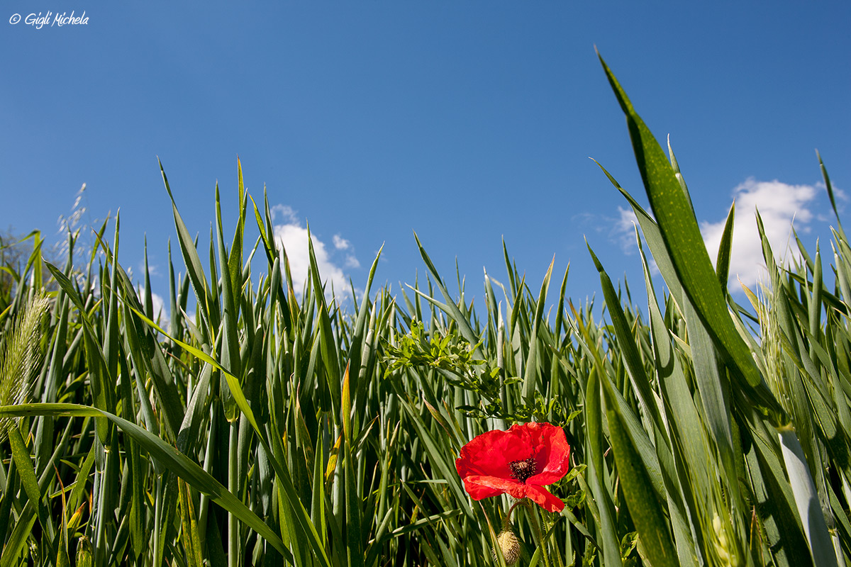 papavero solitario