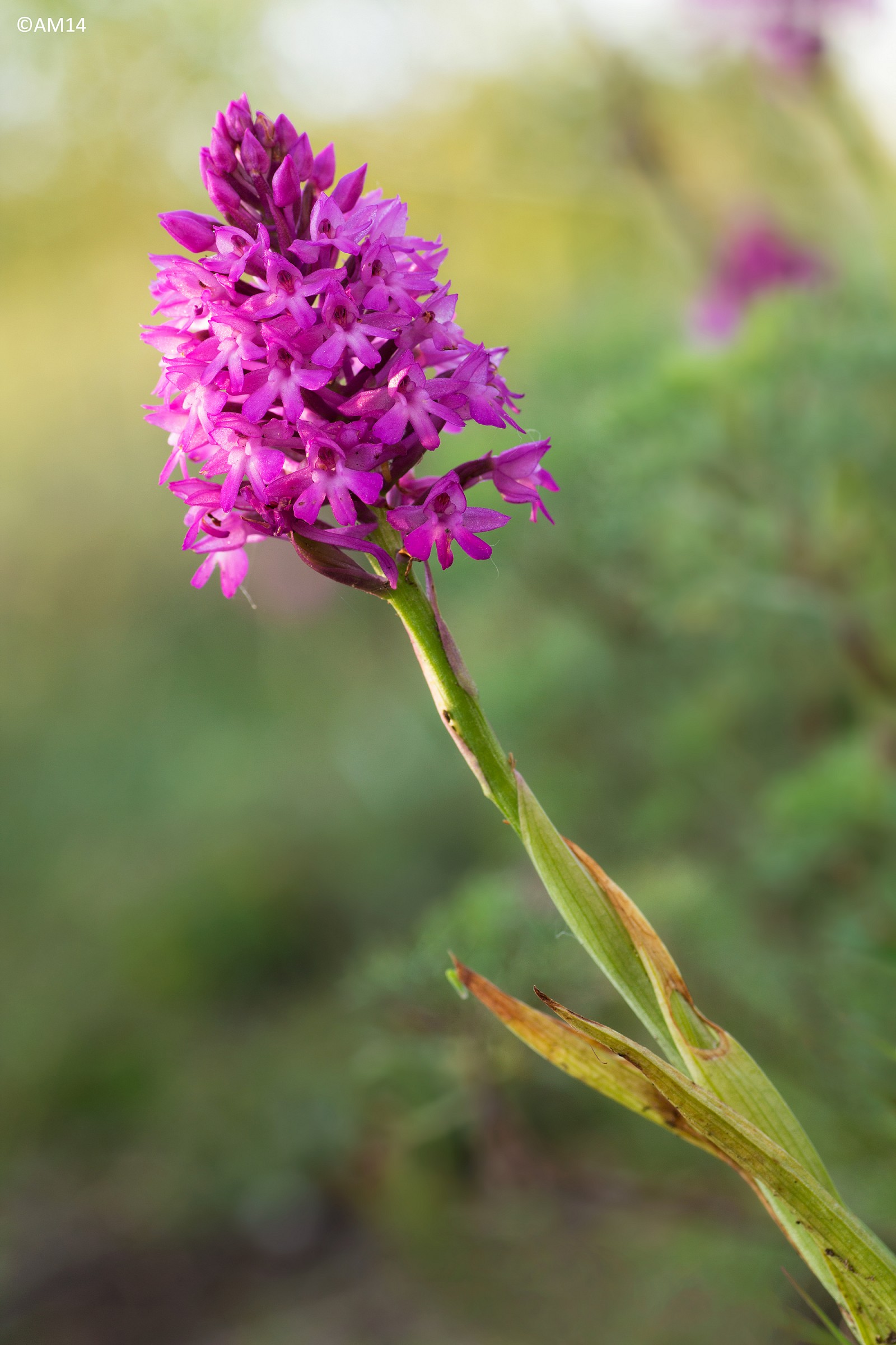 Anacamptis pyramidalis
