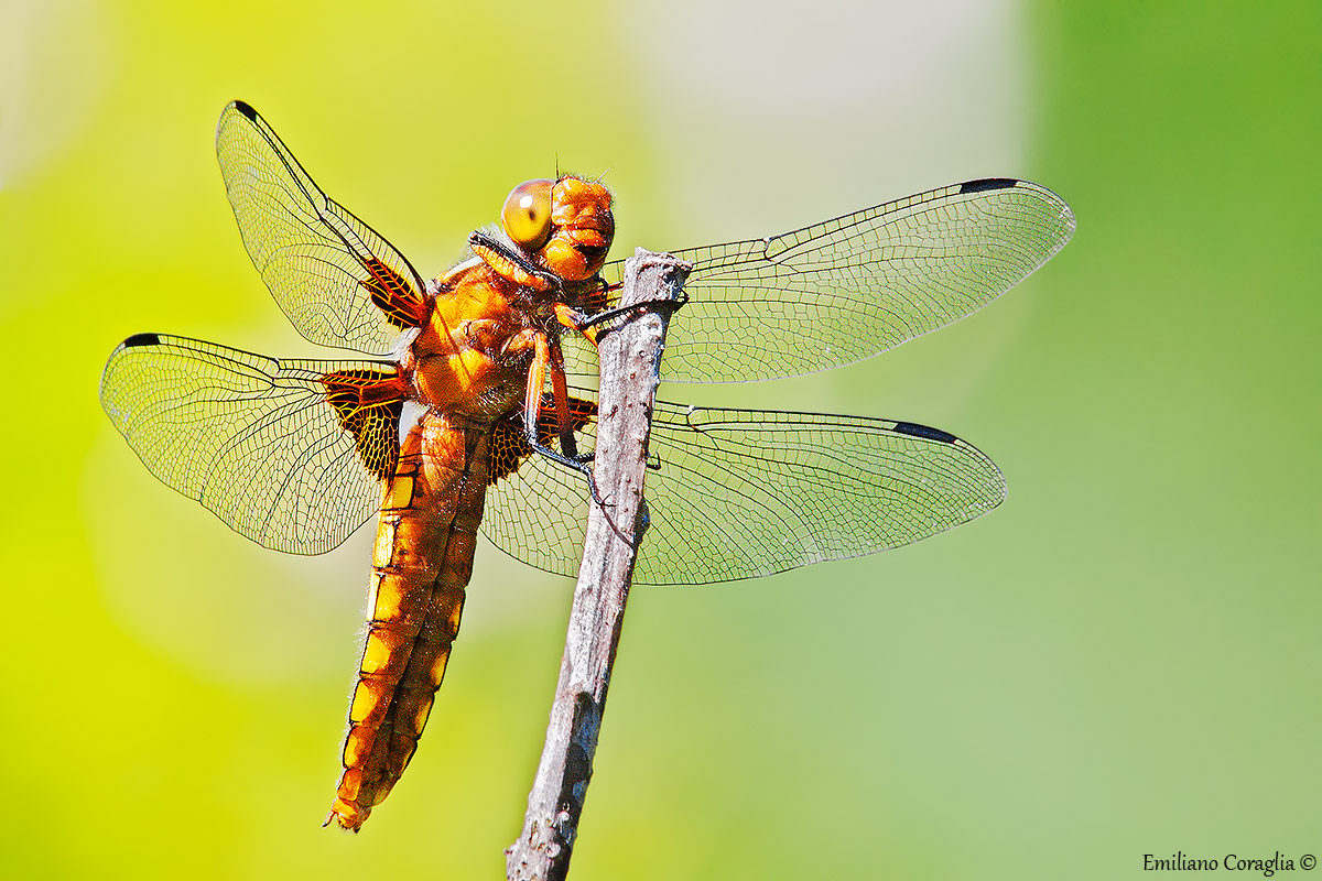 Libellula
