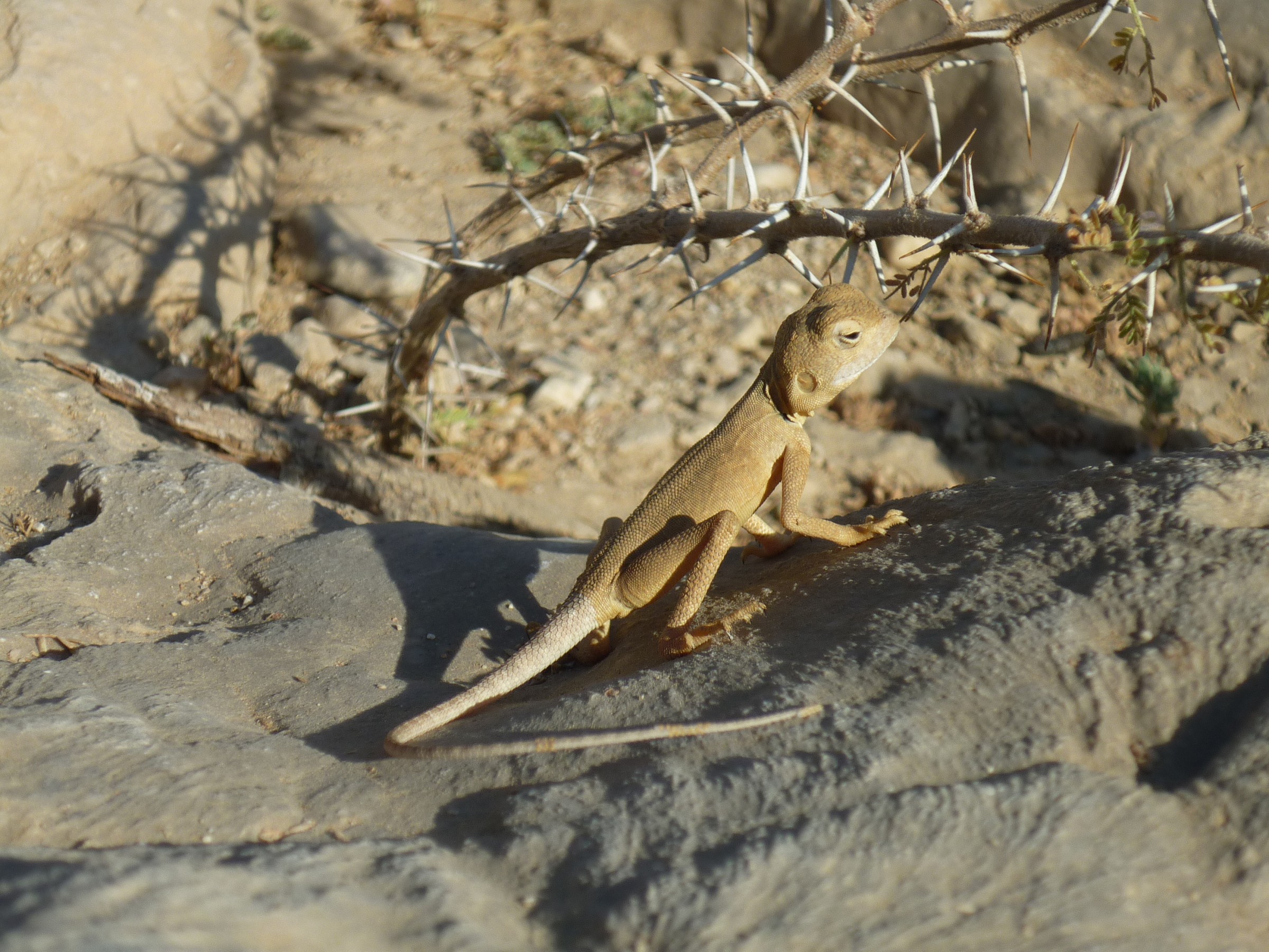 Curioso rettile dell'Oman.