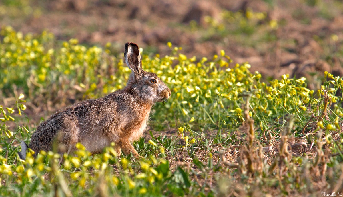 European hare