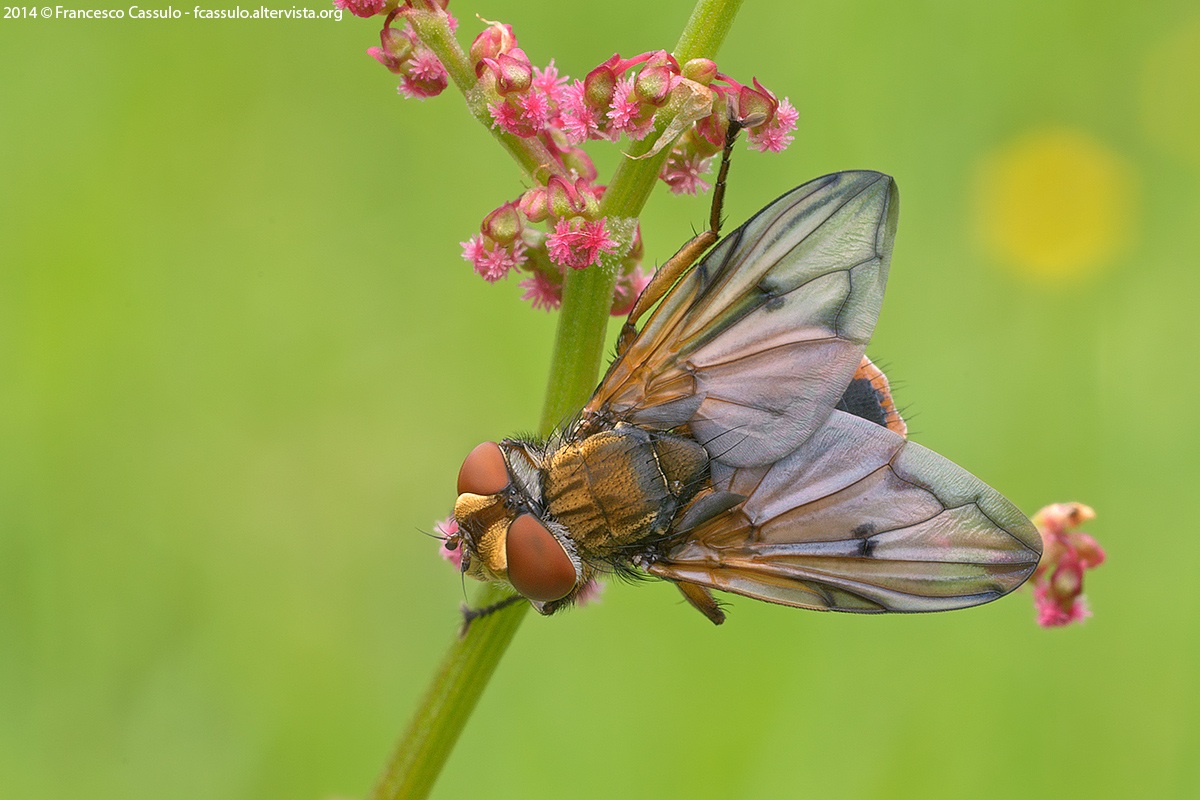 Ectophasia leucoptera (Rondani, 1865)