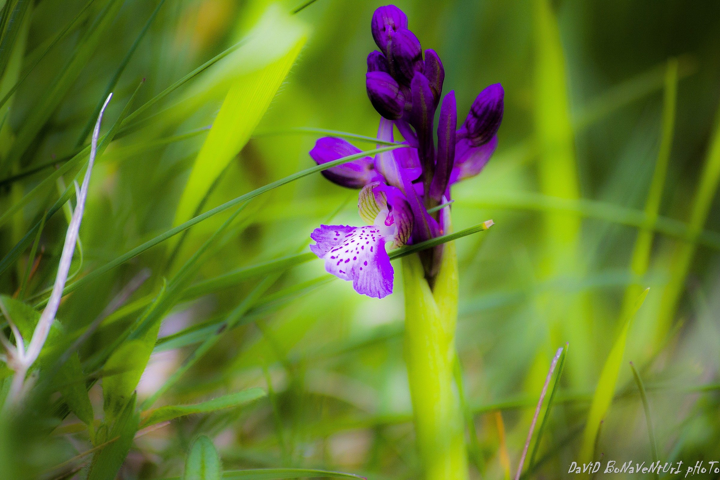 Anacamptis morio