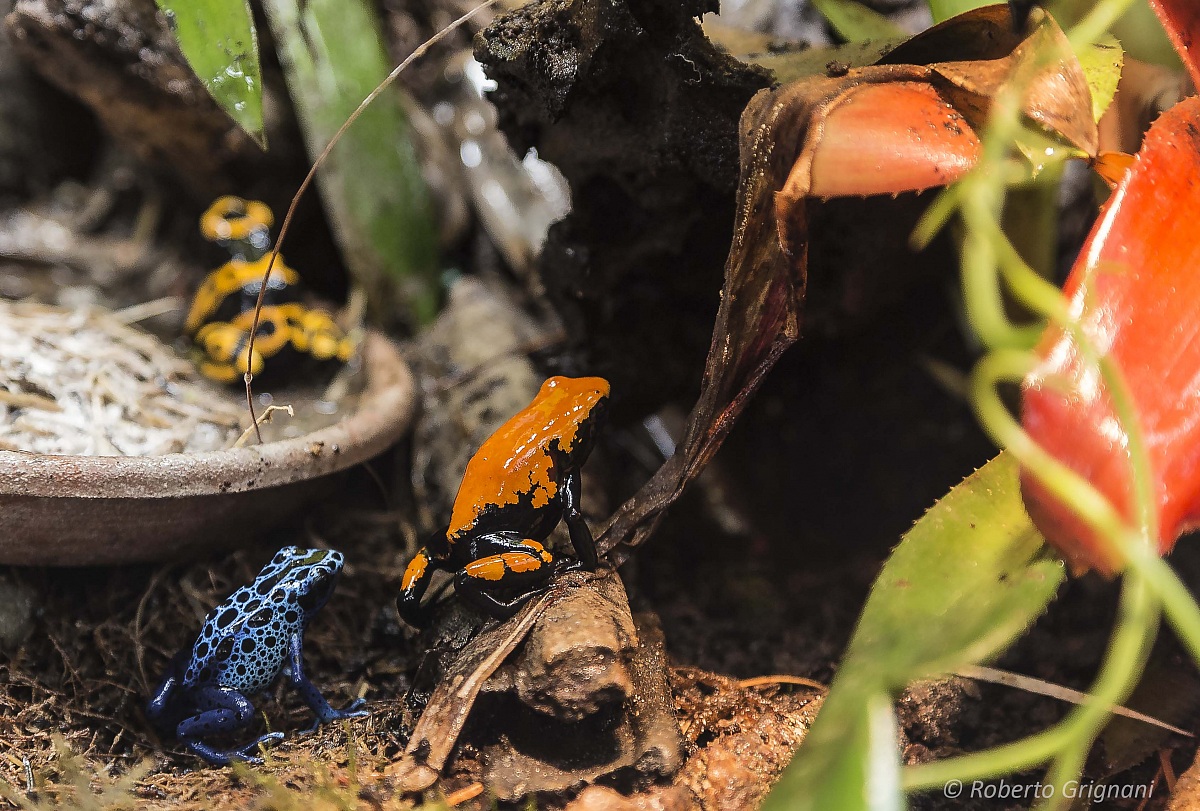 Dendrobates