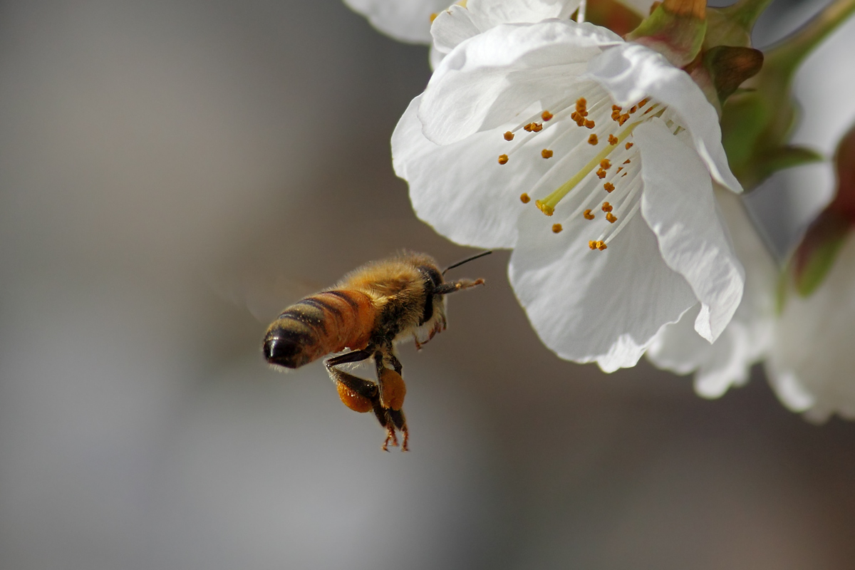 Ape mellifera su ciliegio