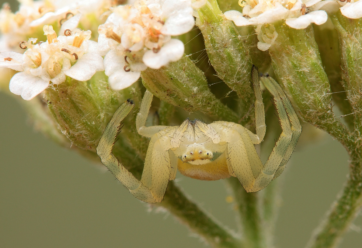 Thomisidae bianco