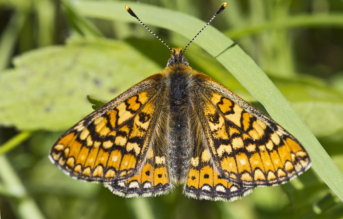 Euphydryas aurinia sub. provincialis