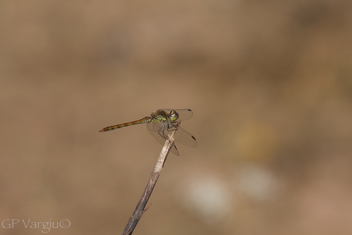 Libellula