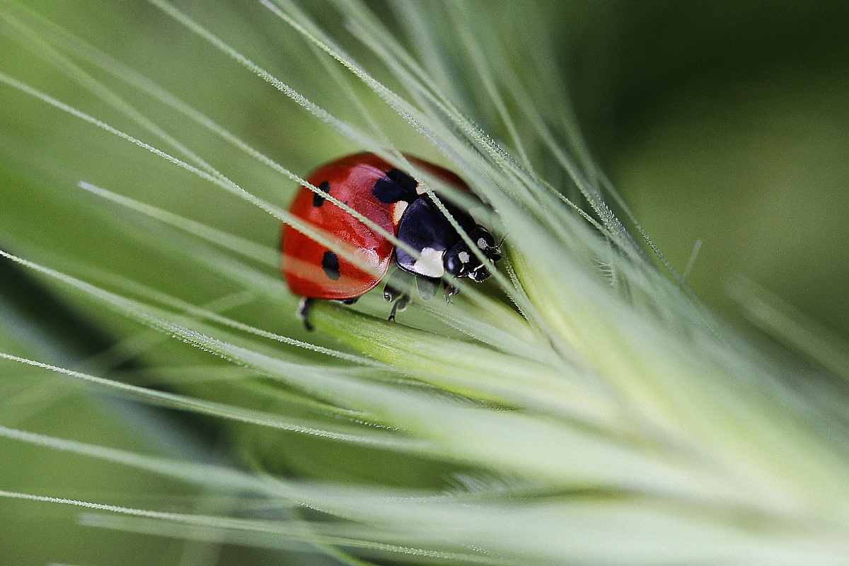 ladybug