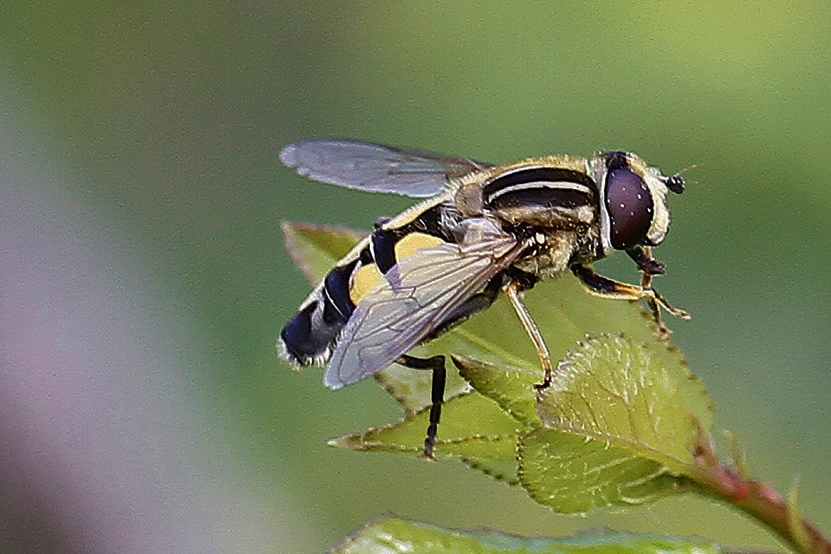 wasp