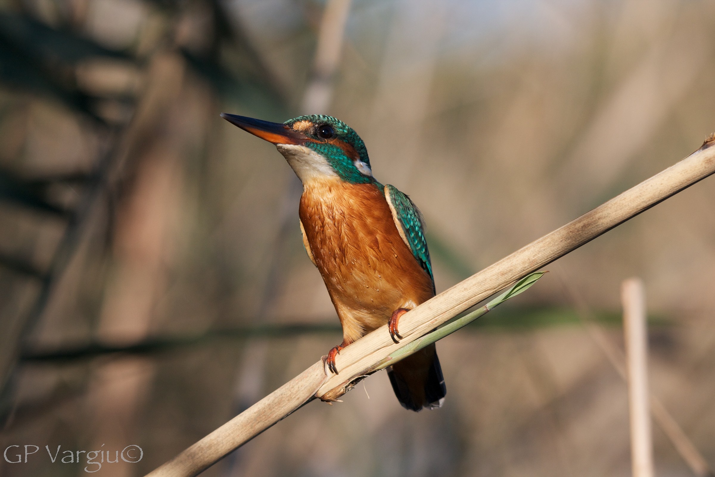 Il mio primo martino...