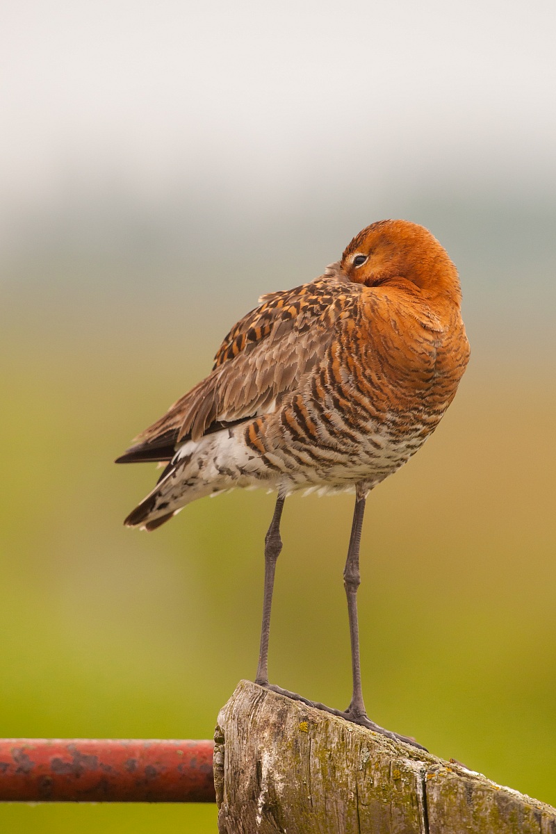 Godwit on stecciato