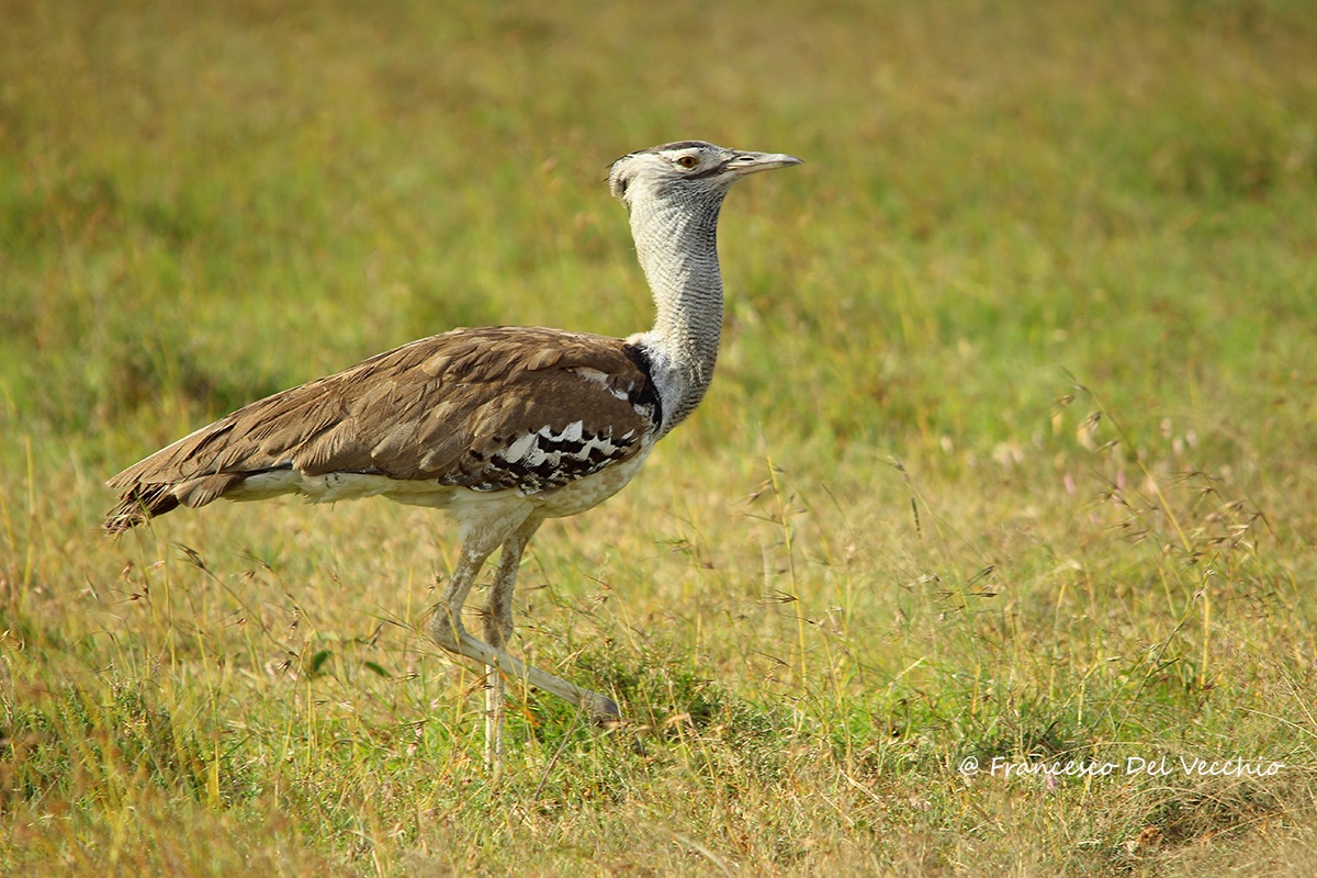 Kori Bustard
