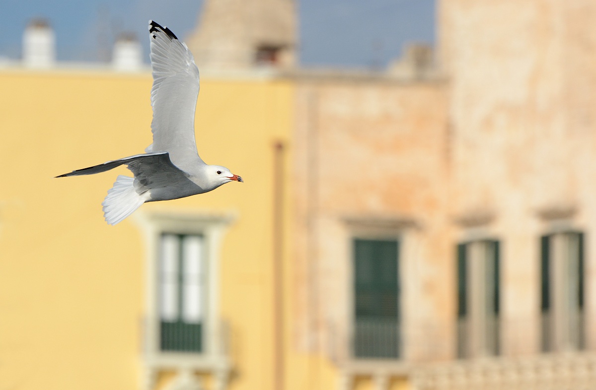 Seagull sailing course in Gallipoli old