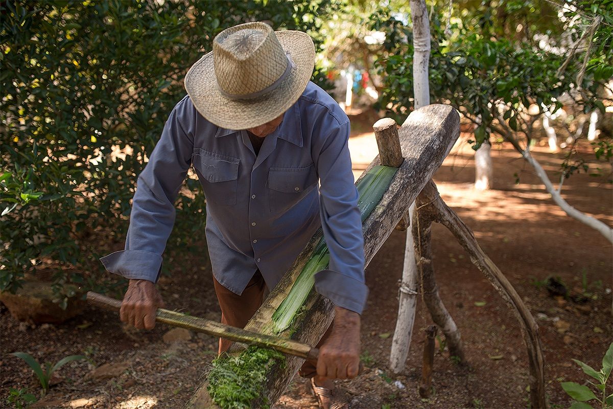 Cleaning the leaves of agave