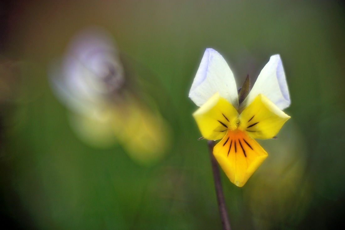 Violetta gialla di montagna