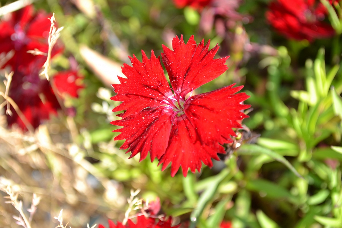 red flower