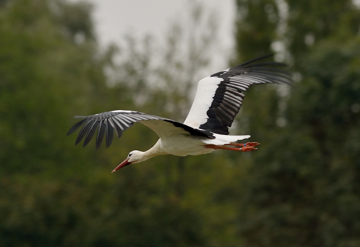 stork