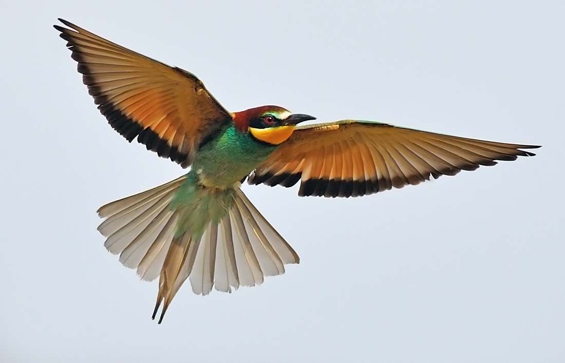 Bee-Eater