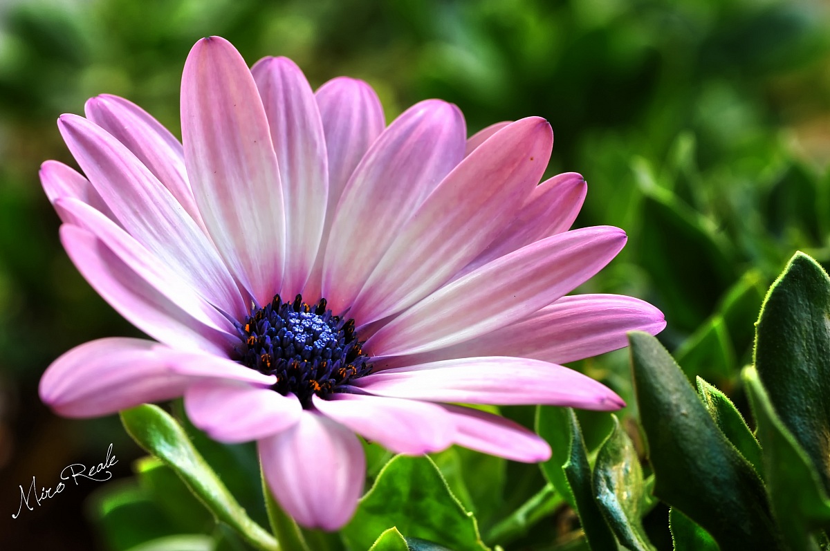 una Gentile Margherita