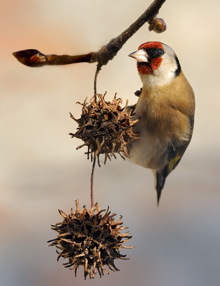Goldfinch